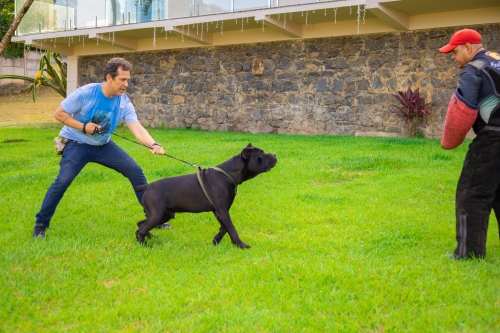 Kevin (Kortòs del GCWF) em atenção