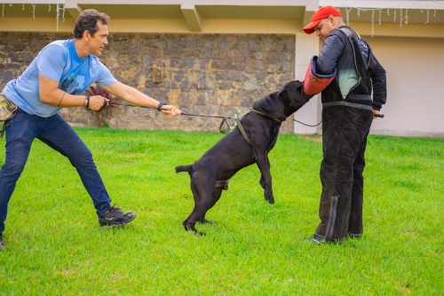 Kevin (Kortòs del GCWF) - Mordida