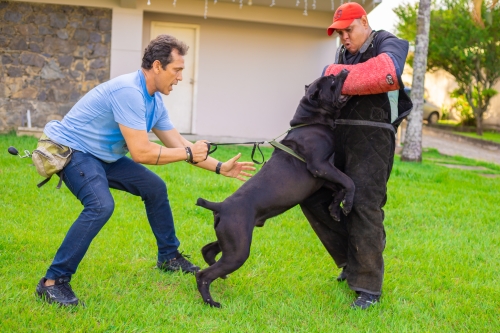 Kevin (Kortòs del GCWF) - Mordida