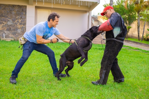 Kevin (Kortòs del GCWF) - Mordida