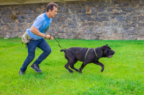 Kevin (Kortòs del GCWF) - Ataque