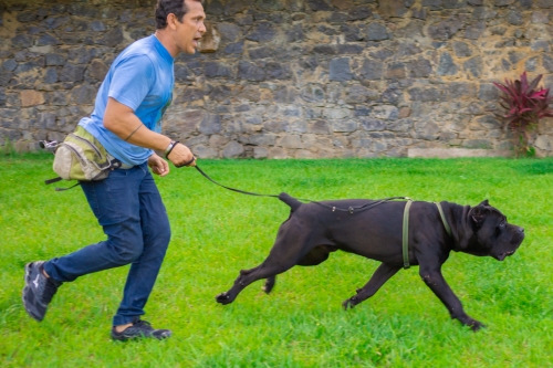 Kevin (Kortòs del GCWF) - Ataque