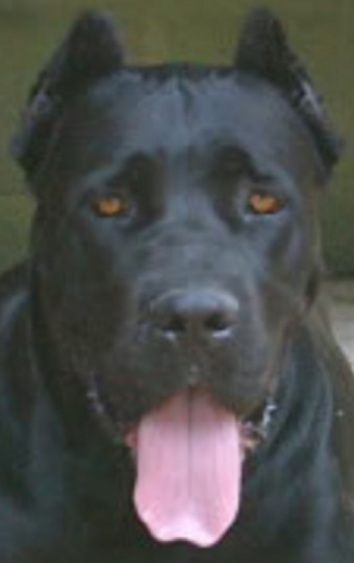 Zila del Antico Cerberus