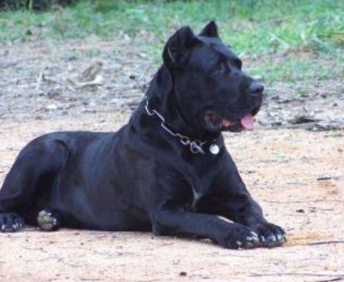 Zila del Antico Cerberus