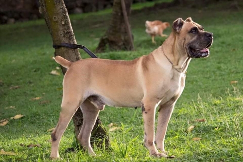 Italiano del Caneclub