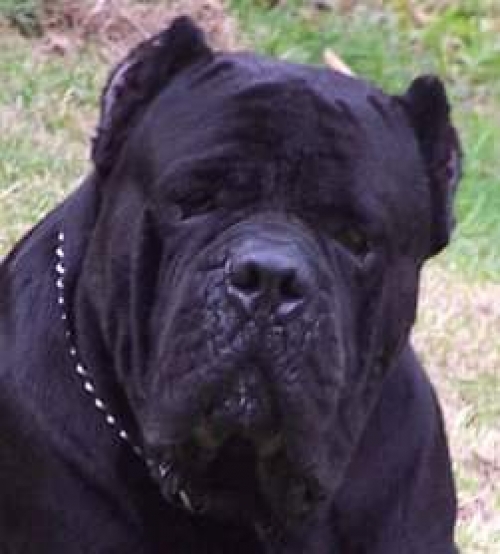 Golia del Antico Cerberus