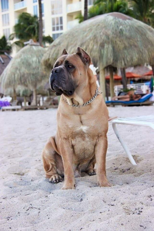 Foos Jhon del Corso Club