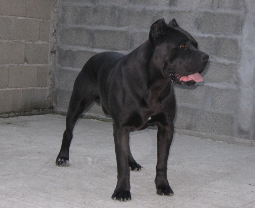 Grof (Pai da Nossa Cortny)